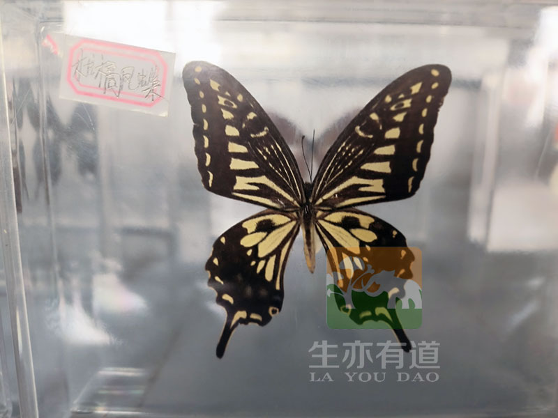昆虫标本之蝴蝶