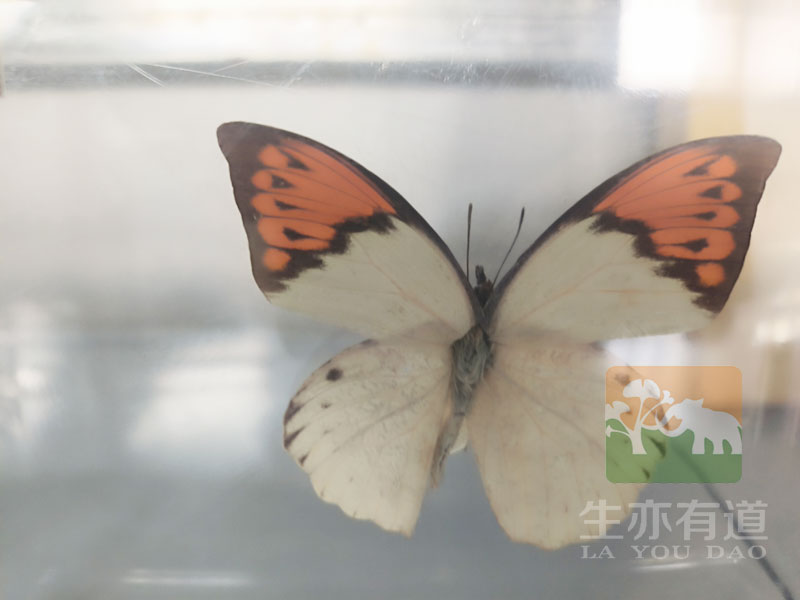 昆虫标本之蝴蝶
