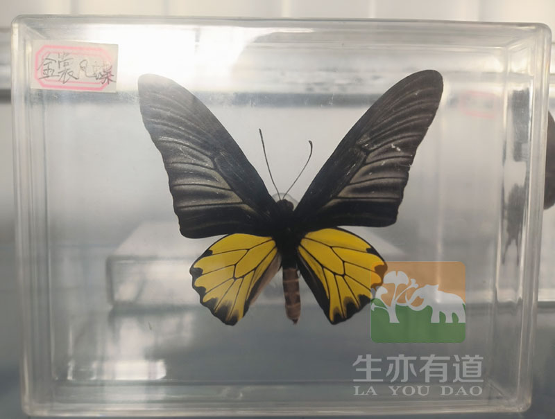 昆虫标本之蝴蝶