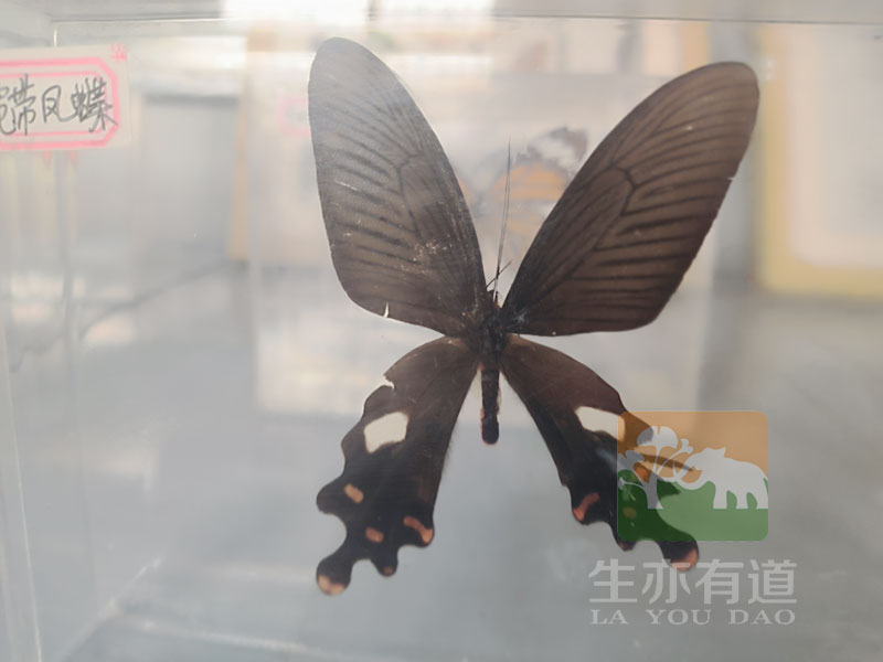 昆虫标本之蝴蝶