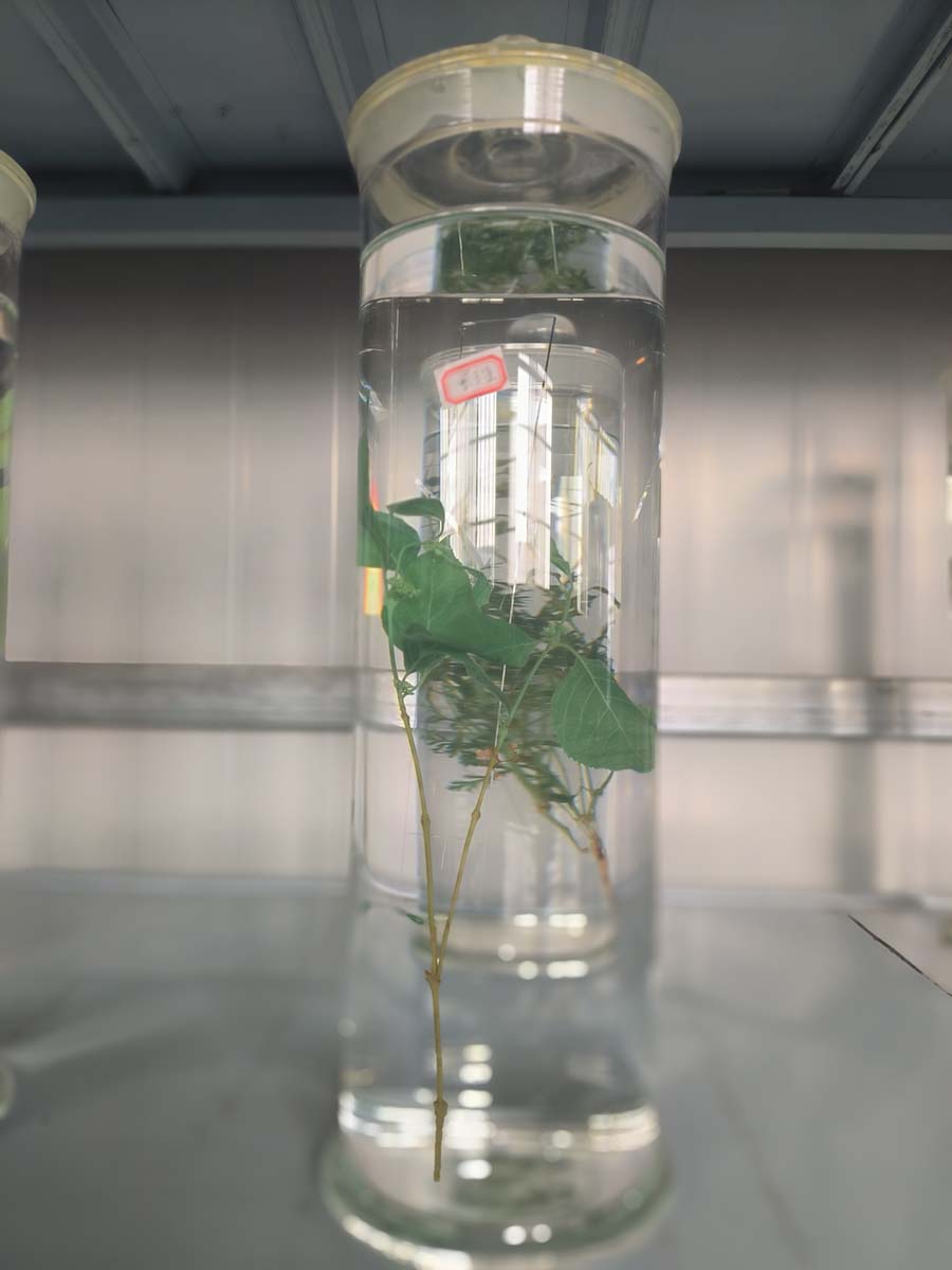 浸制标本
