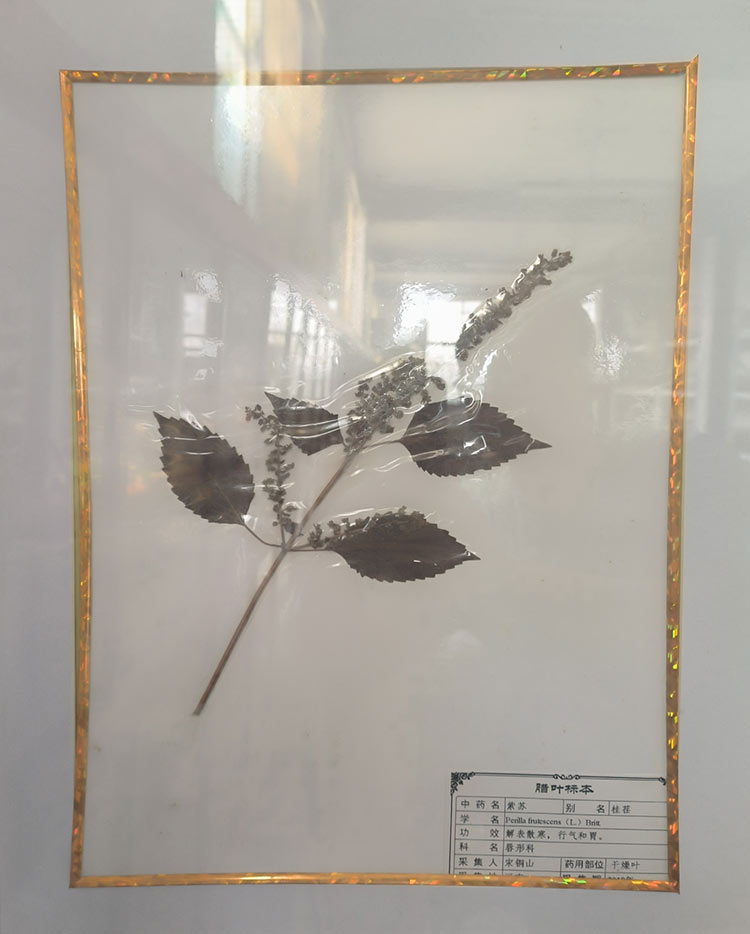 腊叶标本