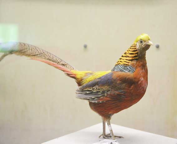 剥制标本锦鸡