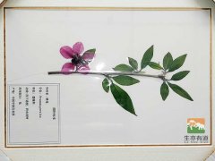 植物标本厂家教你，如何采集和制作腊叶标本！