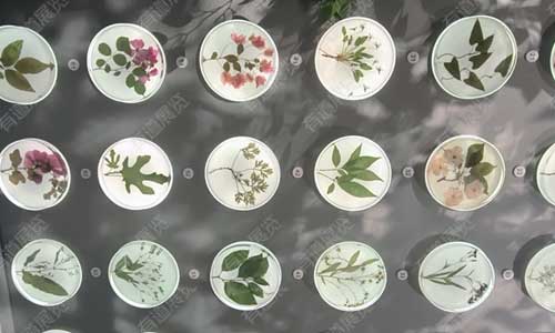 为什么要建植物标本馆和生物多样性展厅，有什么作用？