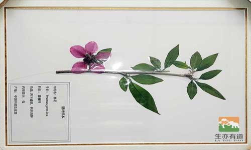 植物标本厂家教你，如何采集和制作腊叶标本！