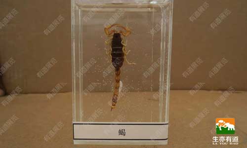 爬行类动物标本制作全解析：从活体到标本的科学之旅