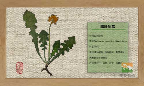 叶片发脆谁之过？植物标本制作过程中常见误区分析