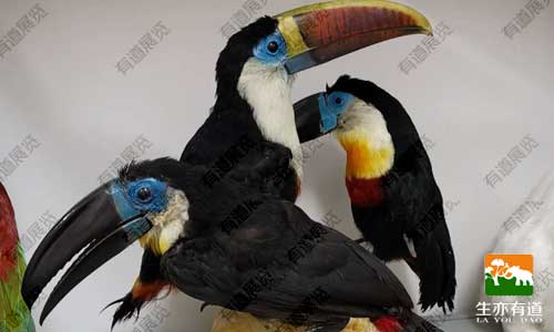 动物标本是怎么做出来的？带你揭秘剥制标本的全流程