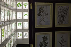 中药标本馆之腊叶固化展示