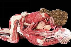 塑化标本之亲吻