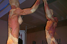 塑化标本之庆祝