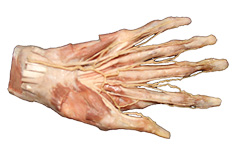  人体塑化模型标本 