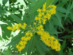 一 枝 黄 花