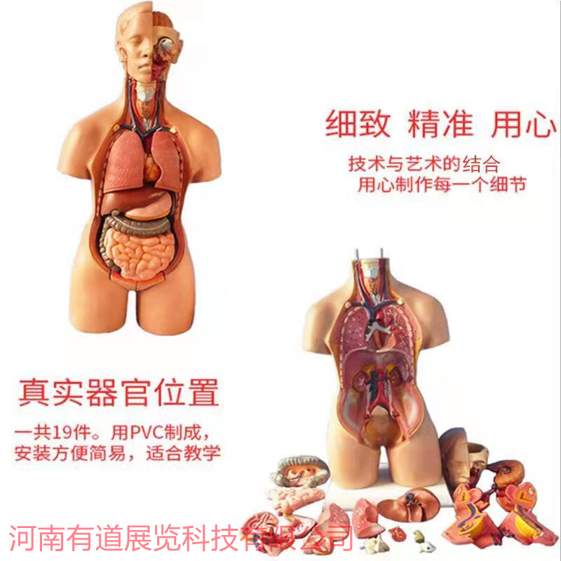  头颈部及躯干可分解模型
