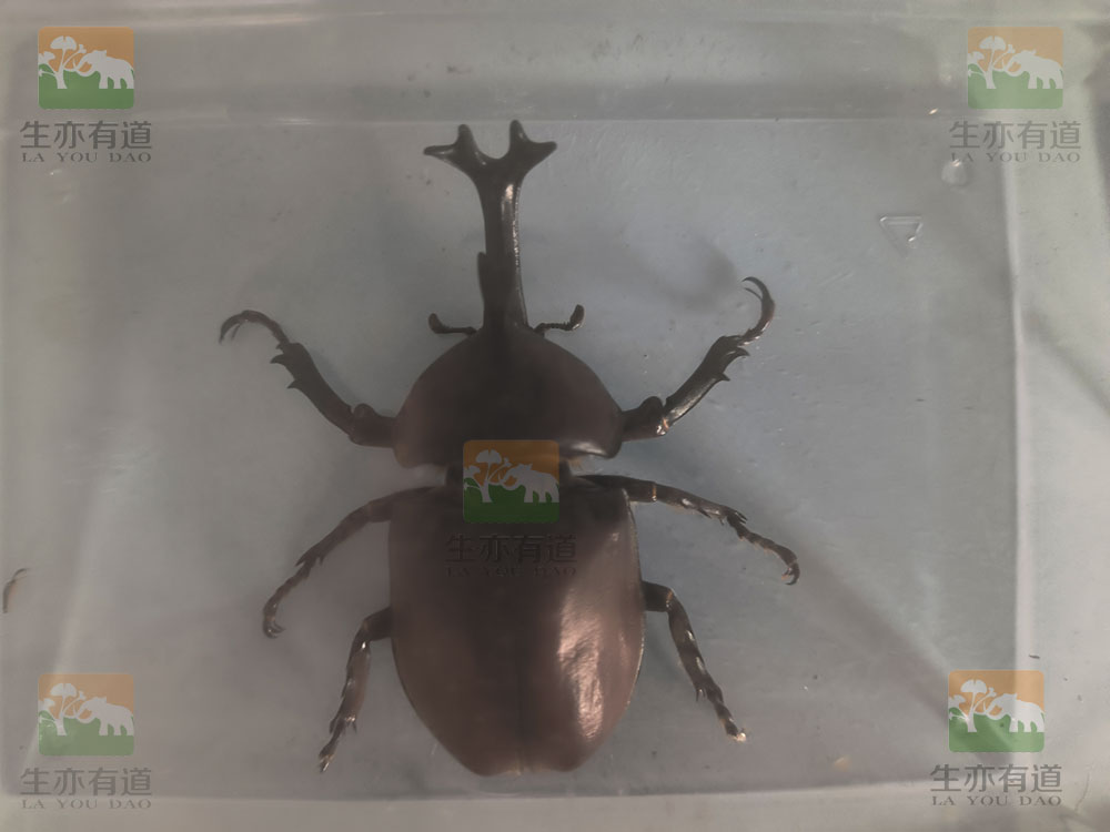 昆虫标本