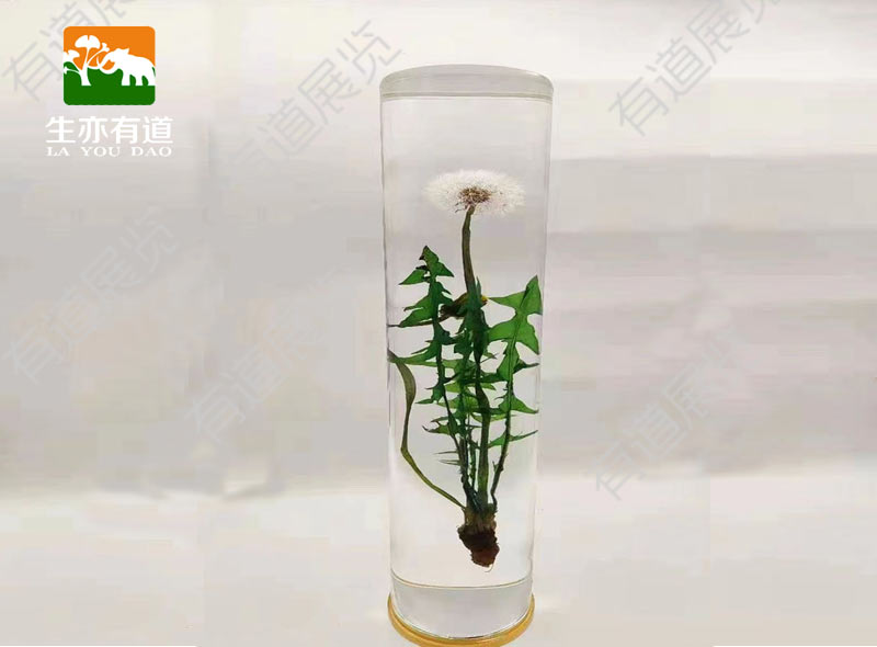 植物包埋标本