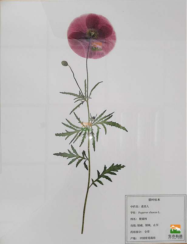 腊叶标本-虞美人