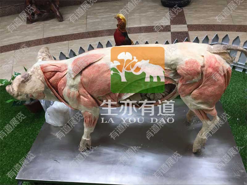 猪的塑化标本
