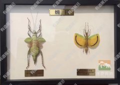 标本保存的科学与艺术：昆虫收藏长期保存的进阶指南