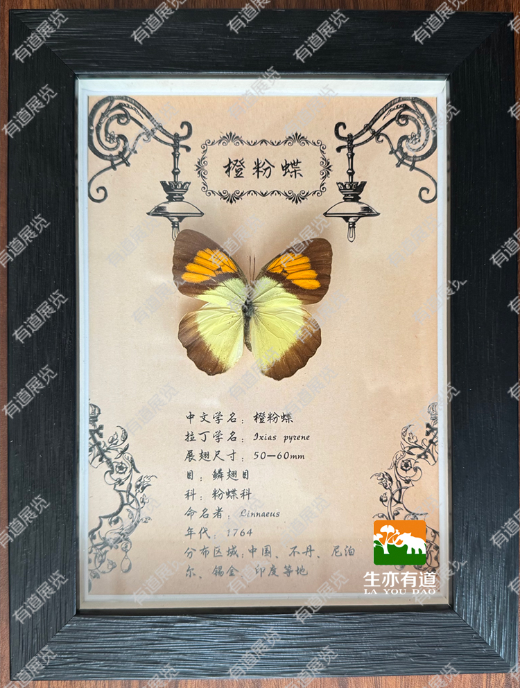 蝴蝶标本