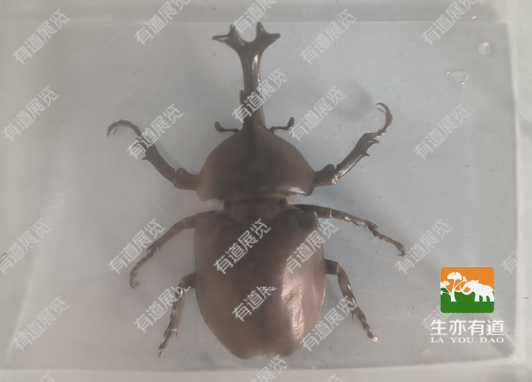 昆虫包埋标本