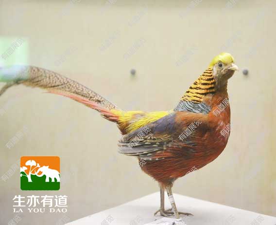 锦鸡剥制标本