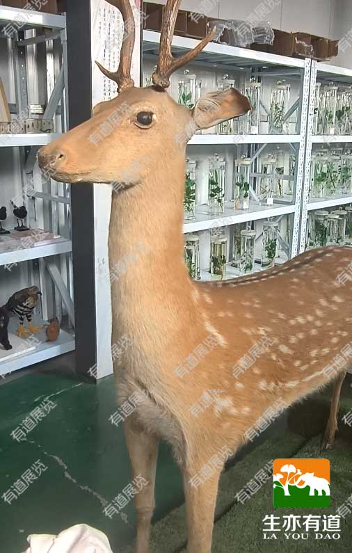 梅花鹿剥制标本
