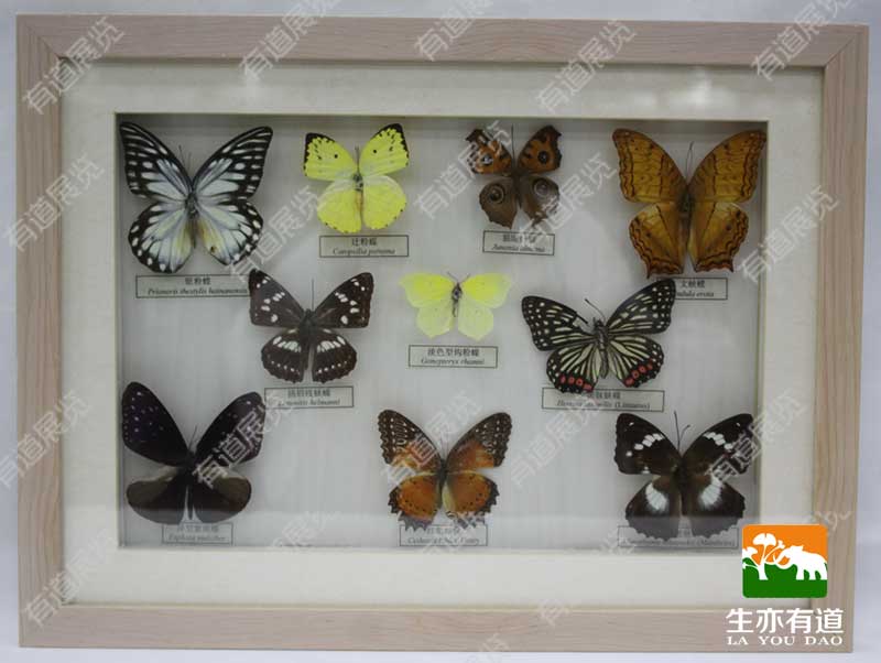 蝴蝶标本