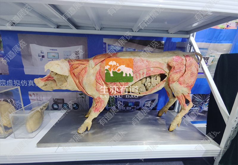 猪的塑化标本