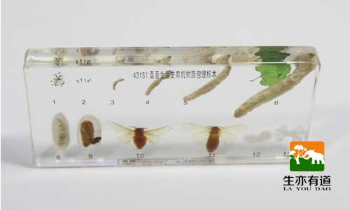 昆虫标本的分类方法与制作方法注意事项解析