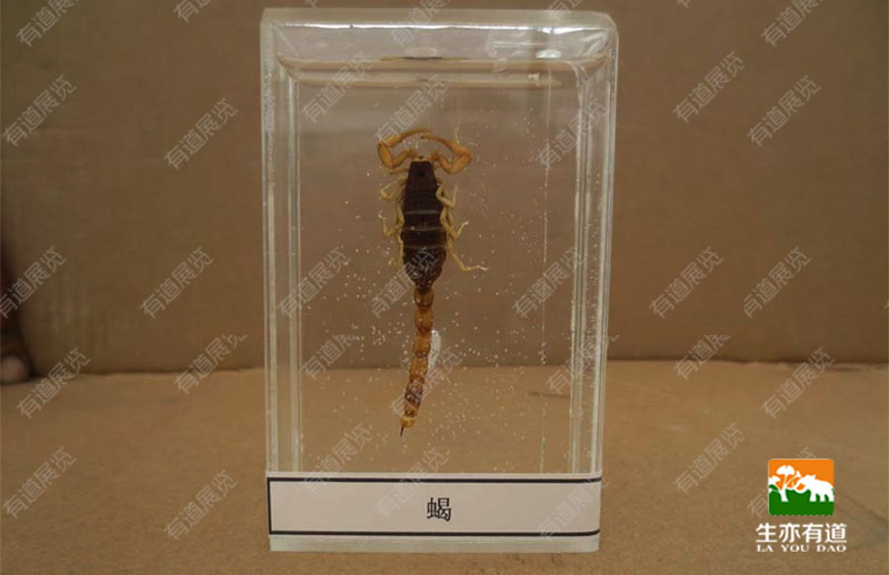 蝎子浸制标本