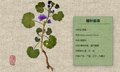 叶片发脆谁之过？植物标本制作过程中常见误区分析