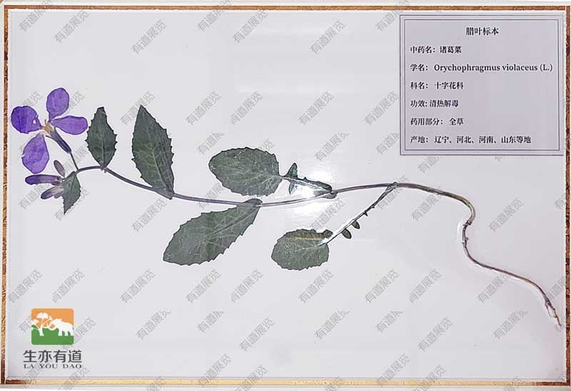 腊叶标本--诸葛菜