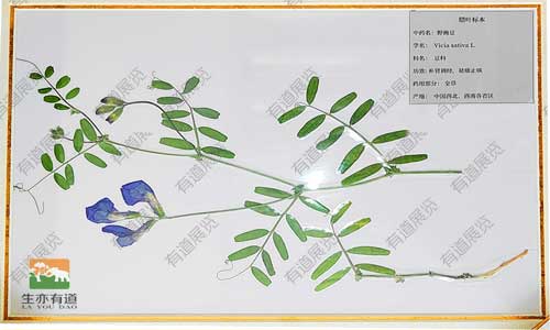 中药标本的常见分类，从采集到保存的完整技巧指南