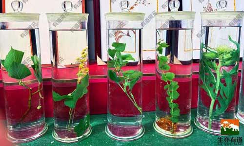 浸制标本是什么：从应用场景到制作保存的全面解析指南？