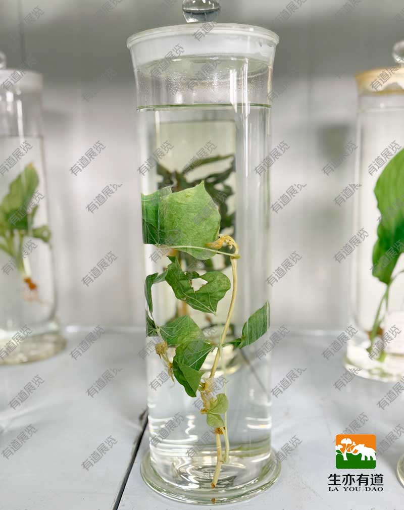 中药植物浸制标本