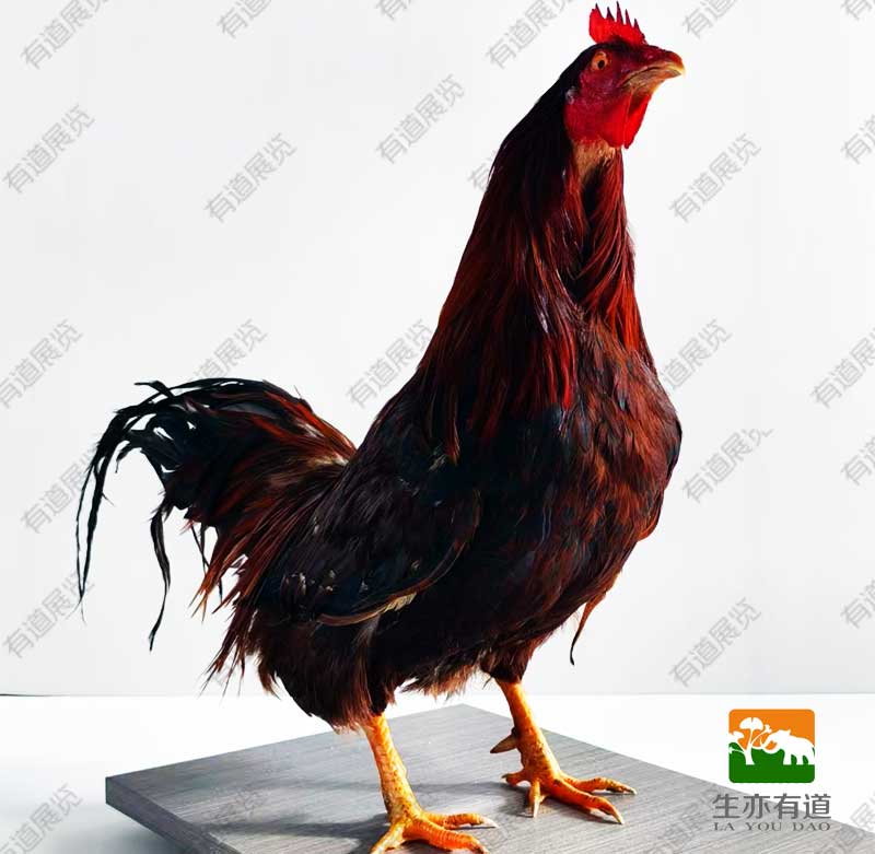 公鸡标本