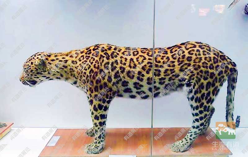 豹子剥制标本