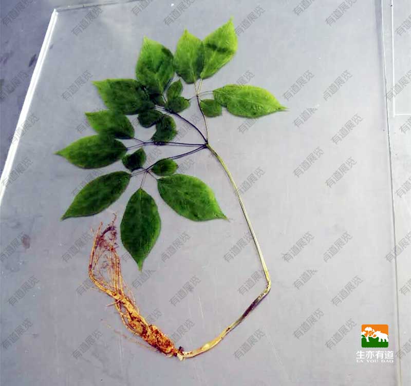 滴胶树脂腊叶标本