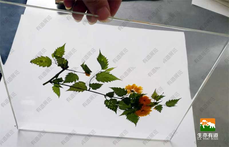 透明树脂腊叶标本