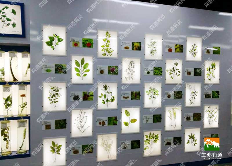 透明树脂标本墙