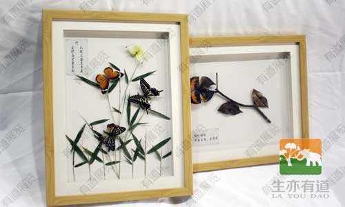 蝶翼的永恒之美：蝴蝶标本制作技巧详解