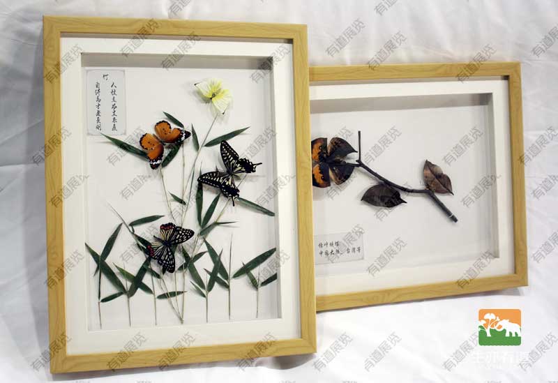 蝴蝶标本