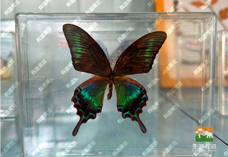 蝴蝶标本