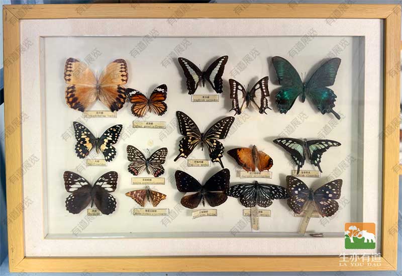 蝴蝶标本