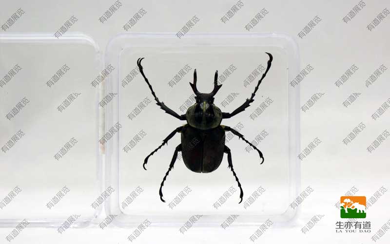 甲虫标本