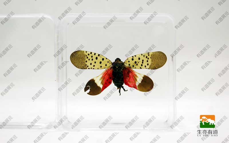 斑衣蜡蝉标本