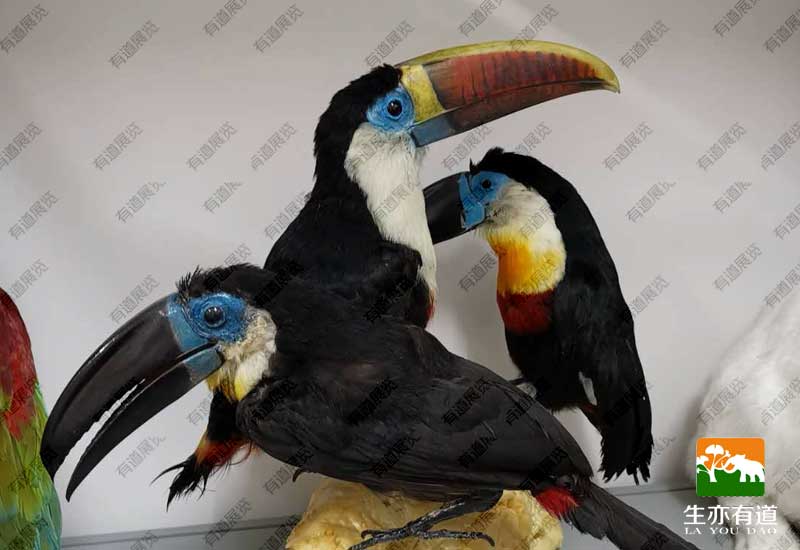 动物标本是怎么做出来的？带你揭秘剥制标本的全流程