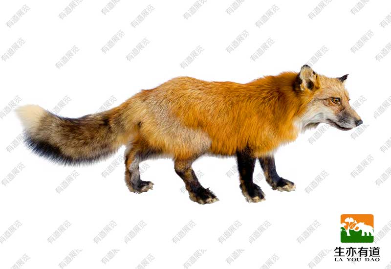 狐狸剥制标本